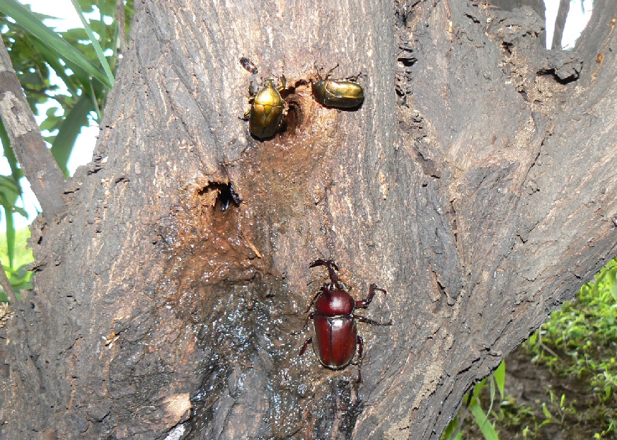 やなぎ大木の樹液に集うカブトムシ、カナブン、コクワガタ（昆虫バカセフィールド） 2007年7月7日6時15分